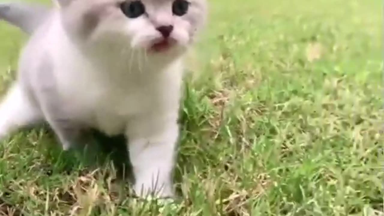Funniest Videos 2023 😂 Funny Cats 🐱 #cute #cat #short