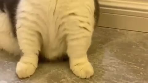 Banggg))) Funny Cat