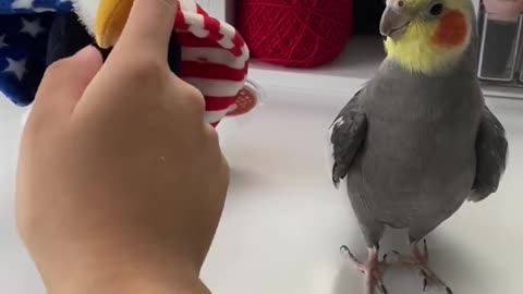 Yums Gets Jealous When He Doesn’t Get Attention