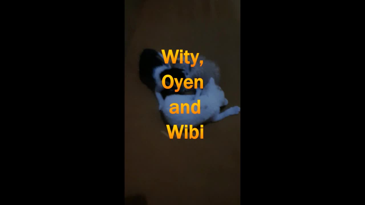 Chiki and Sons in Day Activity