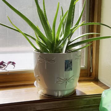 Gratitude Aloevera Plant
