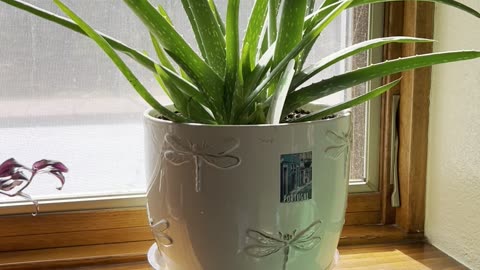 Gratitude Aloevera Plant