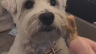 mochi dog 1