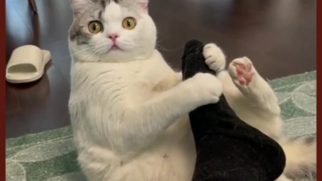 Pet Funny video 🤣🤣🤣