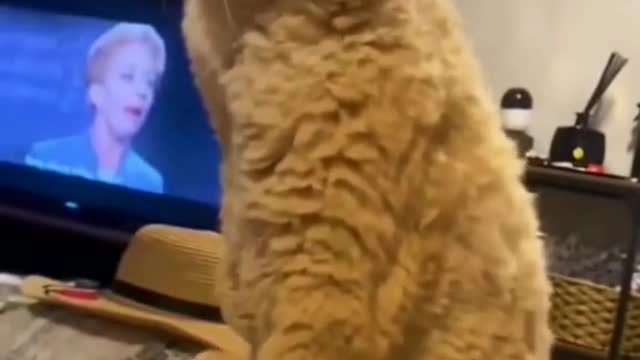 Funny Animals video 2022😄😄Funniest cat and dogs#