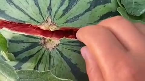 opening watermelon fast