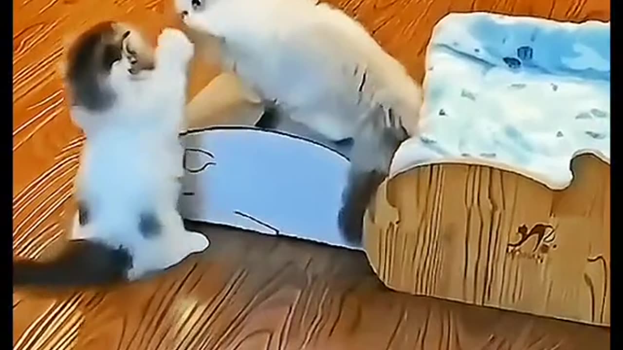 KFC Fighting this kittens every time enjoying