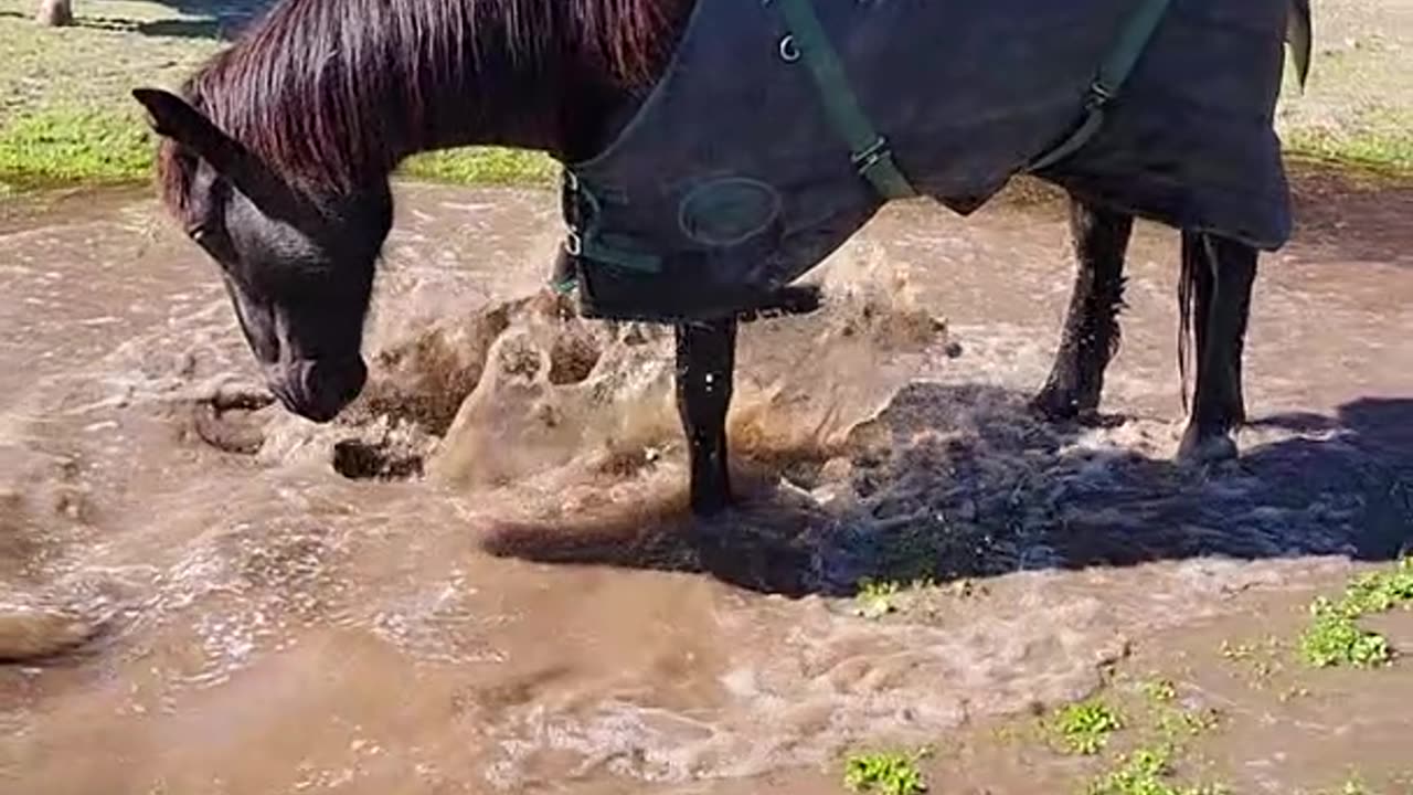 Horse Plays in Muddy Pond