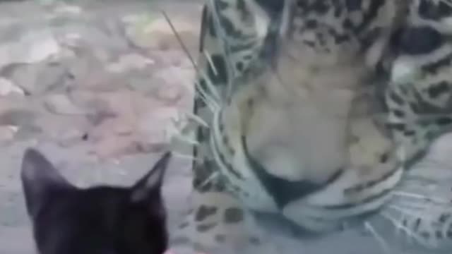 video of funny kitten walking in the zoo