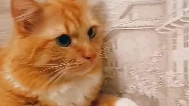 The Internet's Funniest Cat Video is Here