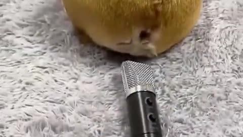 Animals funny videos
