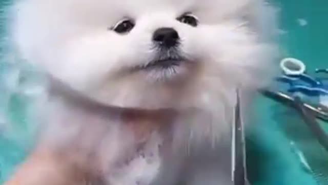 Kitten cutting funny video