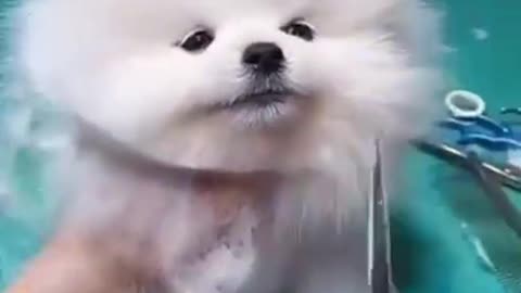 Kitten cutting funny video