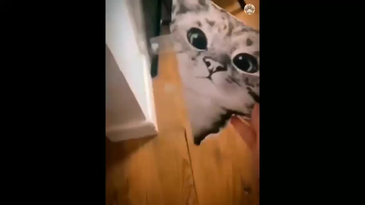 Family funny cat funny moments