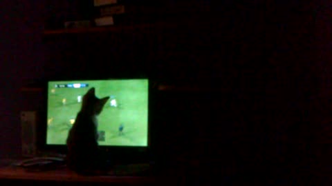 funny cat mino support real madrid