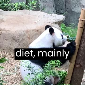 Giant Panda - These adorable bears are known for their bamboo diet and are a symbol of endangered