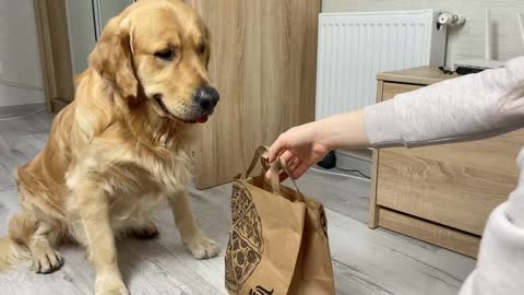 My Golden Retriever Orders Pizza Without Me!