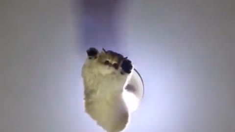 cat bomb