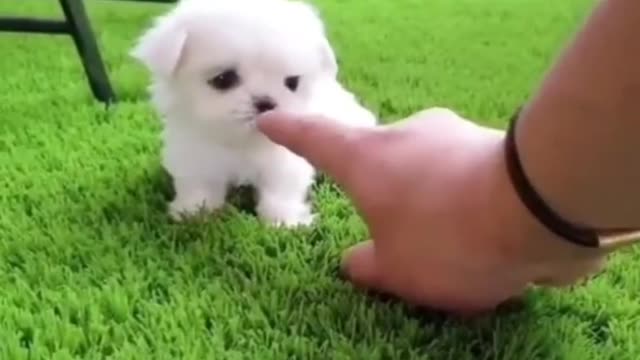 So Cute puppy