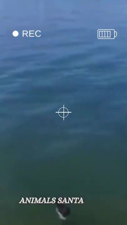 Crazy jump for this dog