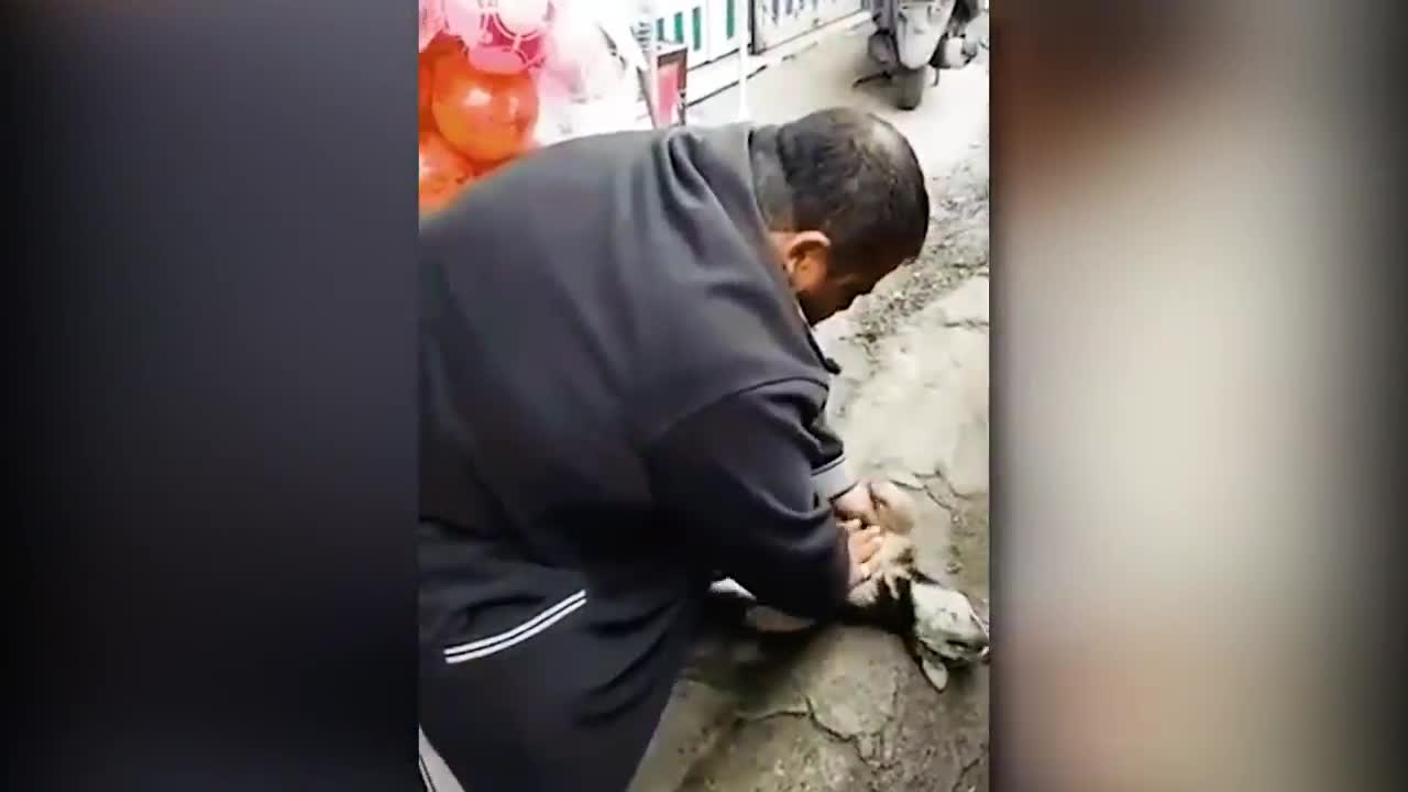 30 Animals That Asked People For Help & Kindness !