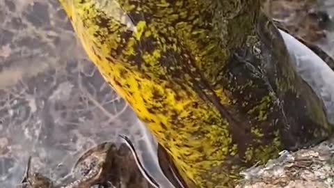 VERY BIG FRESHWATER EEL CAUGHT BY HOOK
