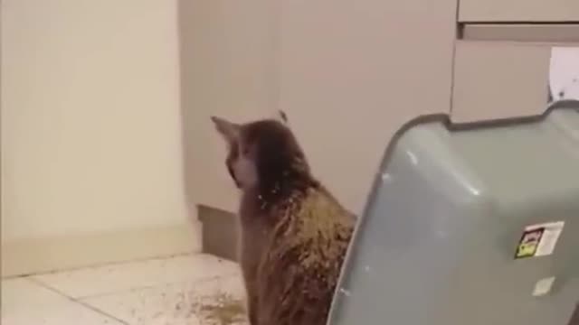 Best ever fanny cat scene you will never regret watching