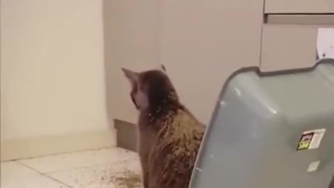 Best ever fanny cat scene you will never regret watching