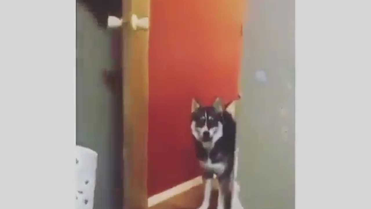 In my house funny husky make your day