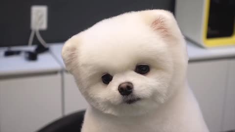 The hairy Pomeranian baby is about to melt~