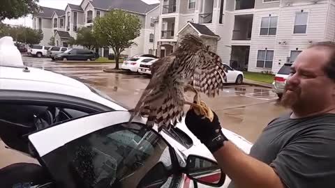 Hawk hides from Hurricane Harvey in taxi, refuses to leave