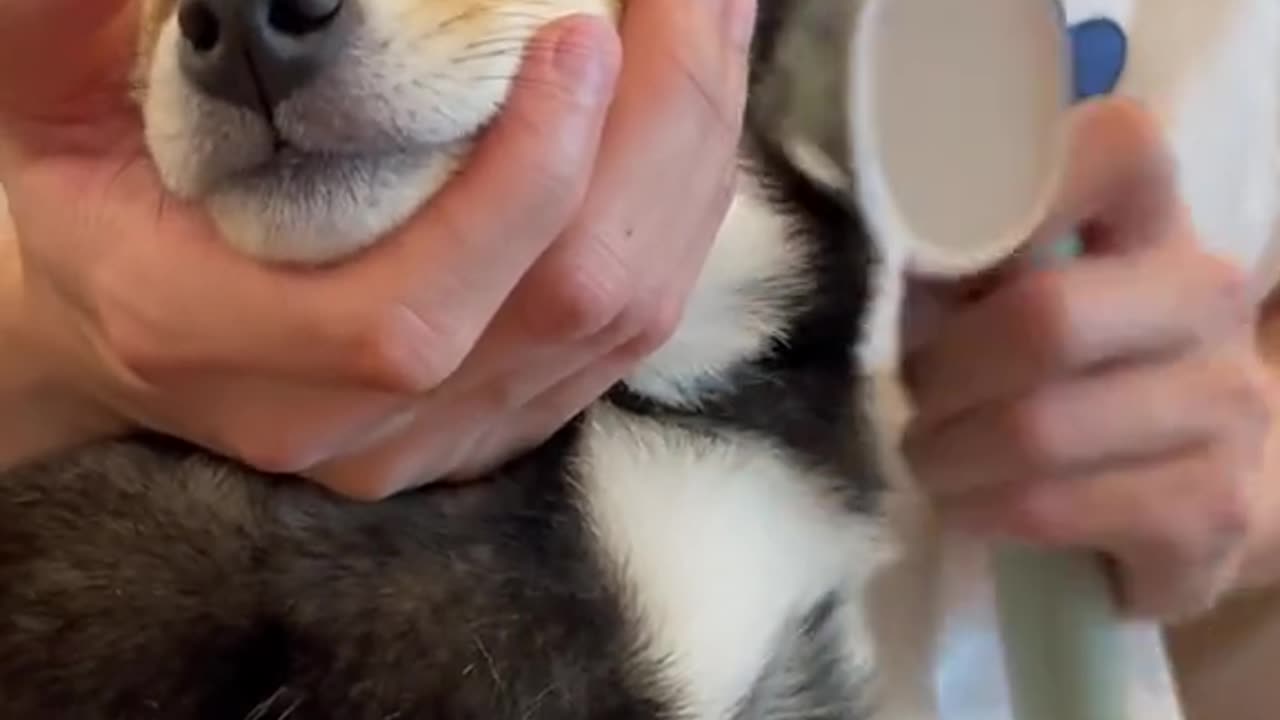 How cute puppy🐶