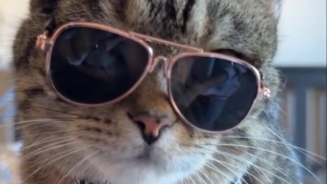 The cat wearing sunglasses is really handsome