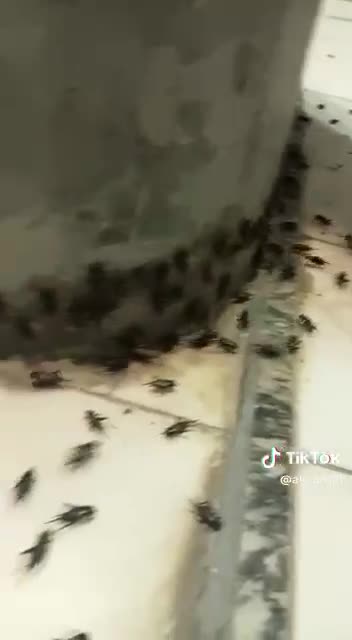 The Muslim world is in shock. At the very end of Ramadan following the rain in Mecca, thousands of insects (mostly cockroaches) are all over the holy sites