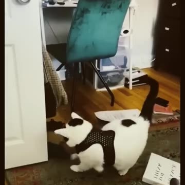 Funny animal part2 #shorts