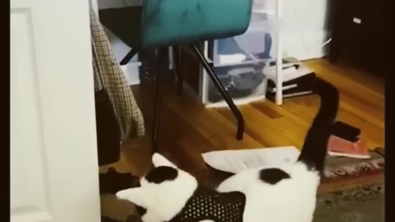 Funny animal part2 #shorts