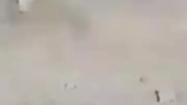 Yaks of Tibet and Russia _fight _viral _shorts