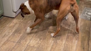 Boxer Ends Up Dangling Over Sister During Play
