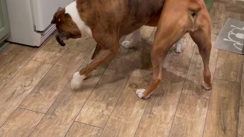 Boxer Ends Up Dangling Over Sister During Play