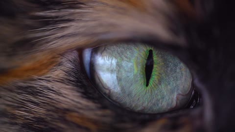 The cat's beautiful eye.