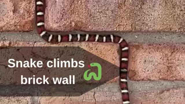 Snake climbs brick wall!