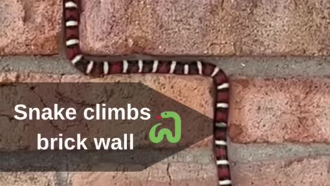 Snake climbs brick wall!