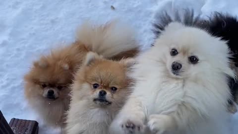 Cute Puppies in the Snow