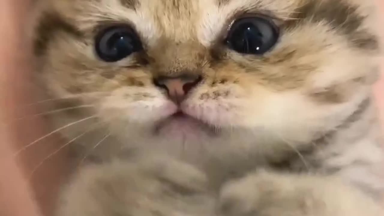 Cat 😺 hub