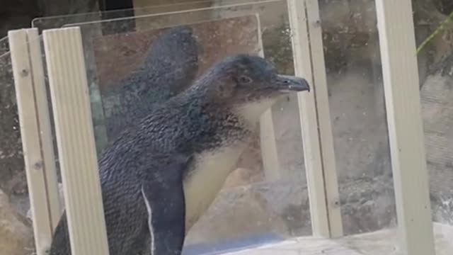 This is how a penguin looks goofy