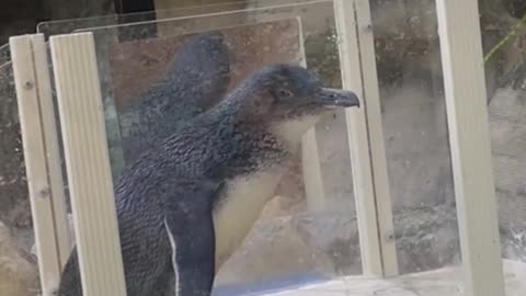 This is how a penguin looks goofy