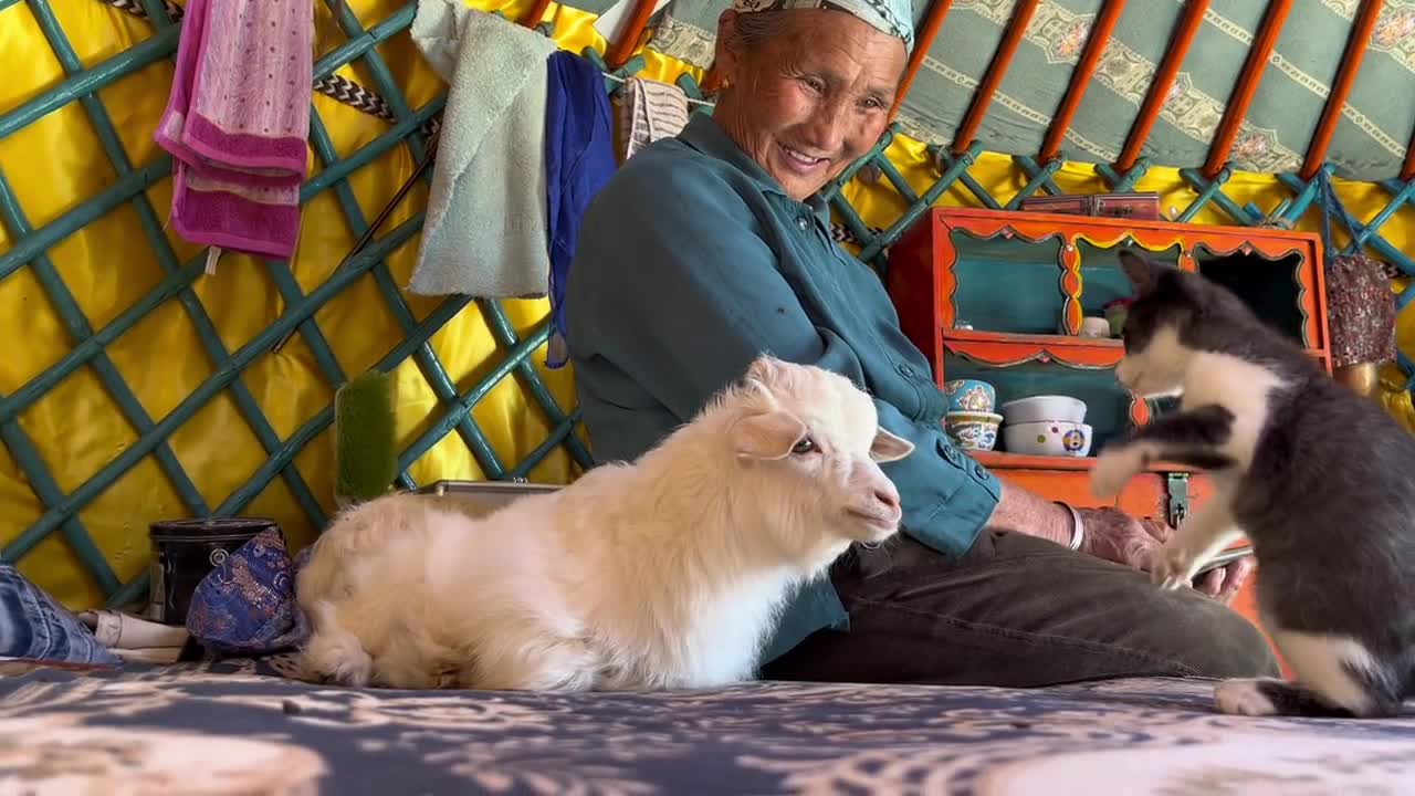 Sheep, sheep and cats who have been accompanying Grandma