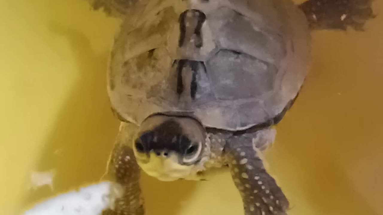 Cute turtle video🐢❤️