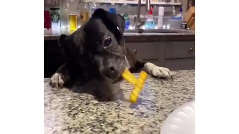 This dog managed to get the food on the table