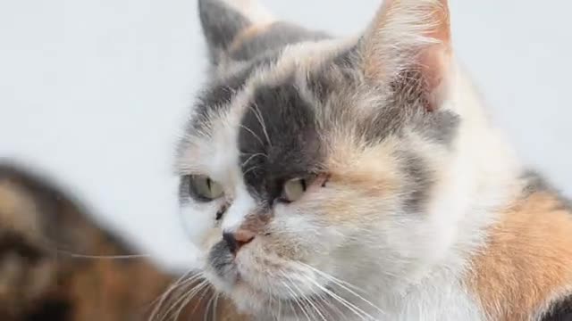 Most funny cat video must watch...😀😀😀😆😆😆🥰🥰🥰and try not to lauh💚💚💚